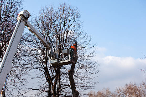 Best Soil Testing and Treatment  in Spring City, UT